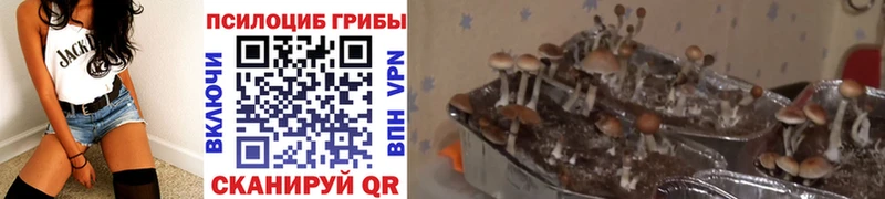 купить наркотик Камышлов кракен tor Галлюциногенные грибы GOLDEN TEACHER